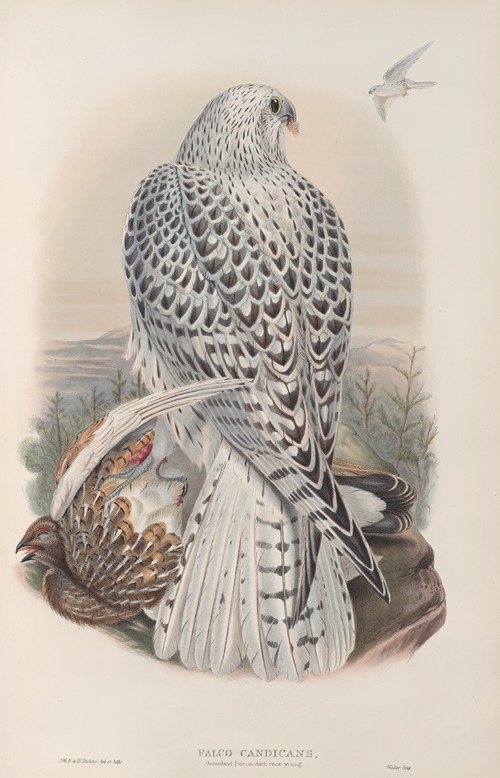 Falco candicans. Greenland Falcon, dark race, young.