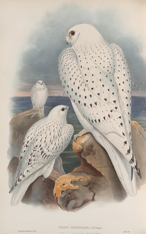Falco candicans. Greenland Falcon, light race, adult and young.
