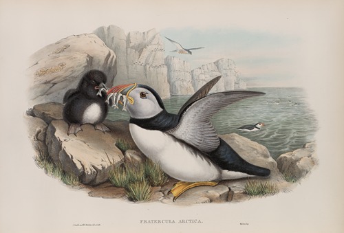 Fratecula arctica. Puffin.