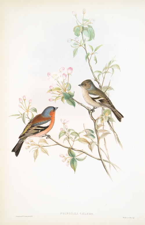 Fringilla cælebs. Chaffinch.