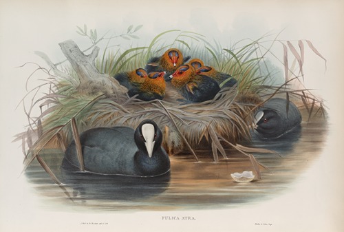 Fulica aqtra. Coot.
