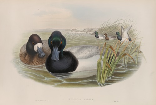 Fuligula marila. Scaup Duck.