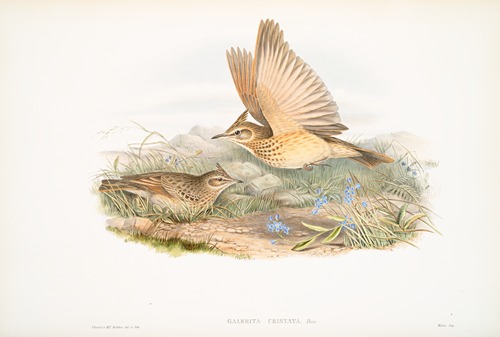 Galerita cristata. Crested Lark.