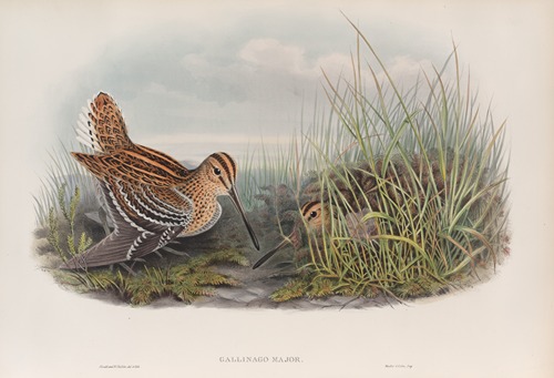 Gallinago major. Great Snipe.