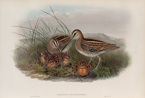 Gallinago scolopacina. Common Snipe.