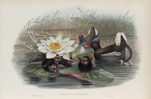 Gallinula chloropus. Moorhen.