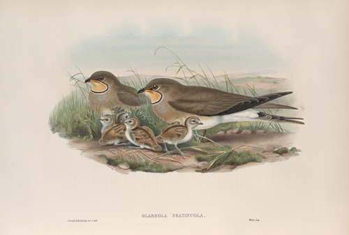 Glareola pratincola. Common Pratincole.