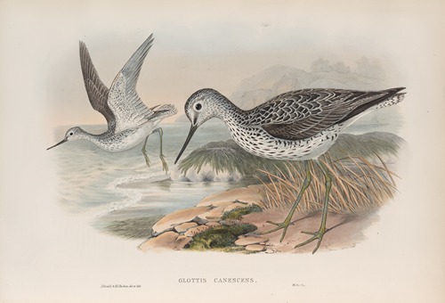 Glottis canescens. Greenshank.