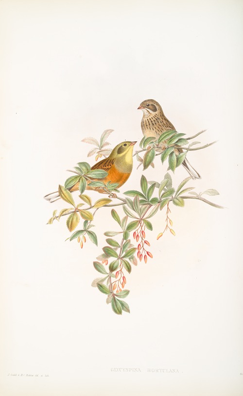 Glycyspina hortulana. Ortolan Bunting.