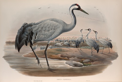 Grus cinerea. Common Crane.