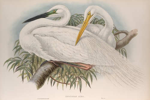 Herodias alba. Great White Egret, or White Heron.