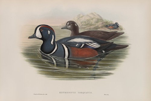 Histrionicus torquatus. Harlequin Duck.