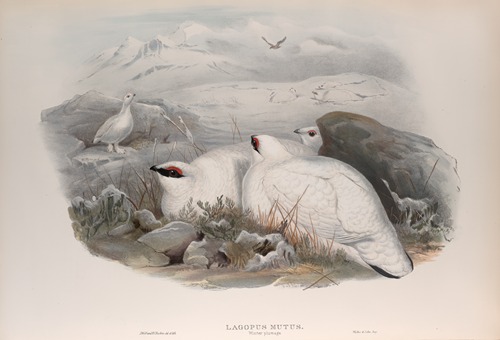 Lagopus mutus. Ptarmigan.