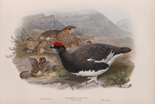 Lagopus mutus. Summer plumage. Ptarmigan (summer plumage).