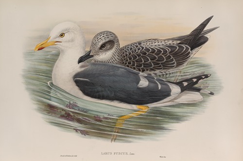 Larus fuscus. Lesser Black-backed Gull.