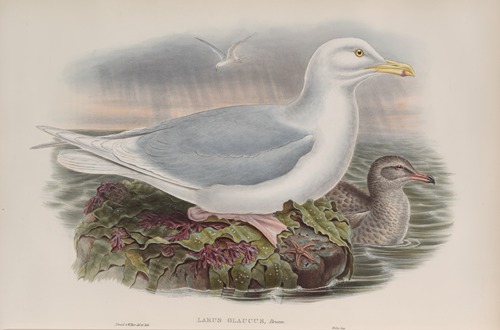 Larus glaucus. Glaucous Gull.