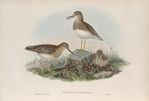 Limnocinclus pectoralis. Pectoral Sandpiper.