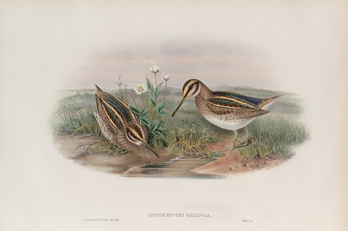 Limnocryptes gallinula. Jack Snipe.