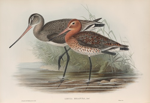 Limosa melanura. Black-tailed Godwit.