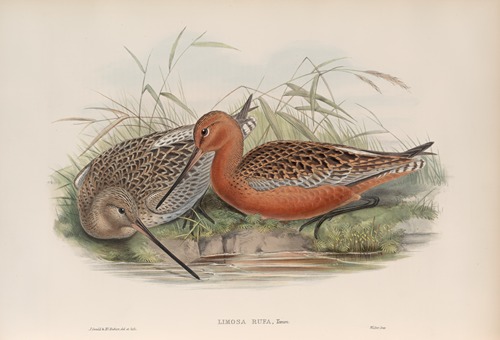 Limosa rufa. Bar-tailed Godwit.
