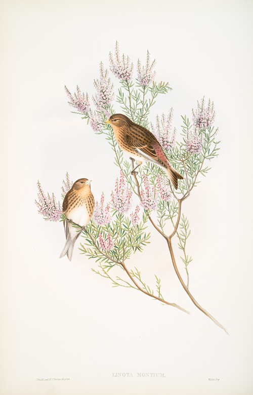 Linota montium. Twite, or Mountain-Linnet.