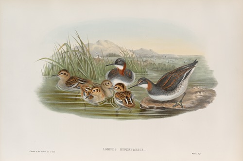 Lobipes hyperboreus. Red-necked Phalarope.