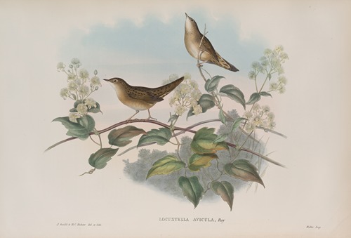 Locustella avicula. Grasshopper Warbler.