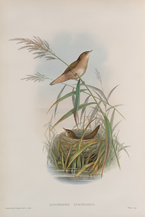 Lusciniopsis luscinioides. Savi’s Warbler.