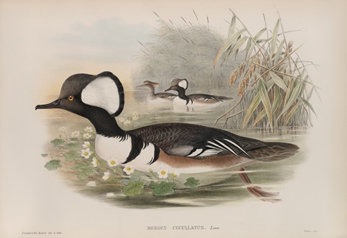 Mergus cucullatus. Hooded Merganser.