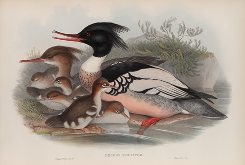 Mergus serrator. Merganser.