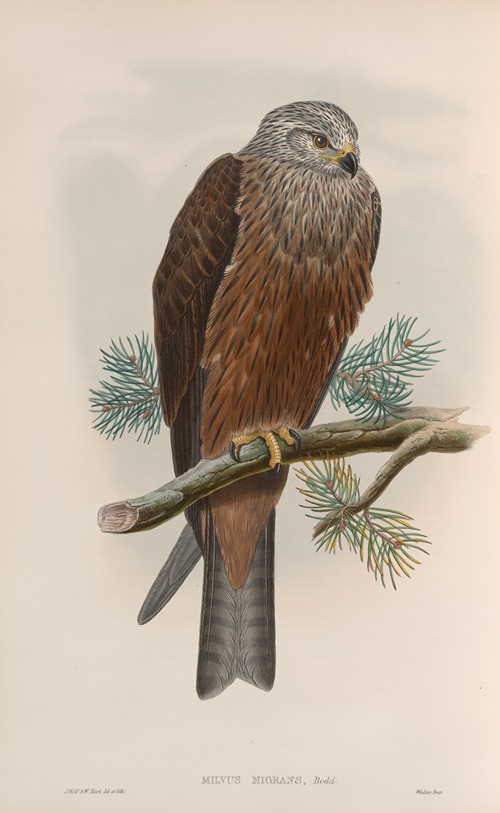 Milvus migrans. Black Kite.