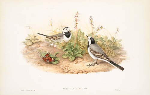 Motacilla alba. White Wagtail.