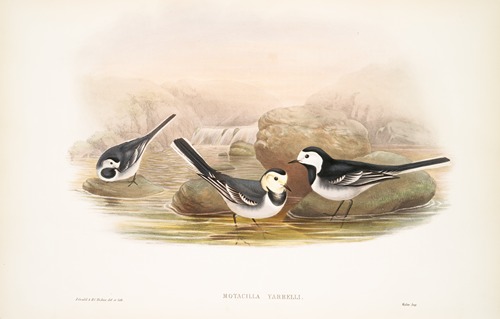 Motacilla Yarrelli. Pied Wagtail.