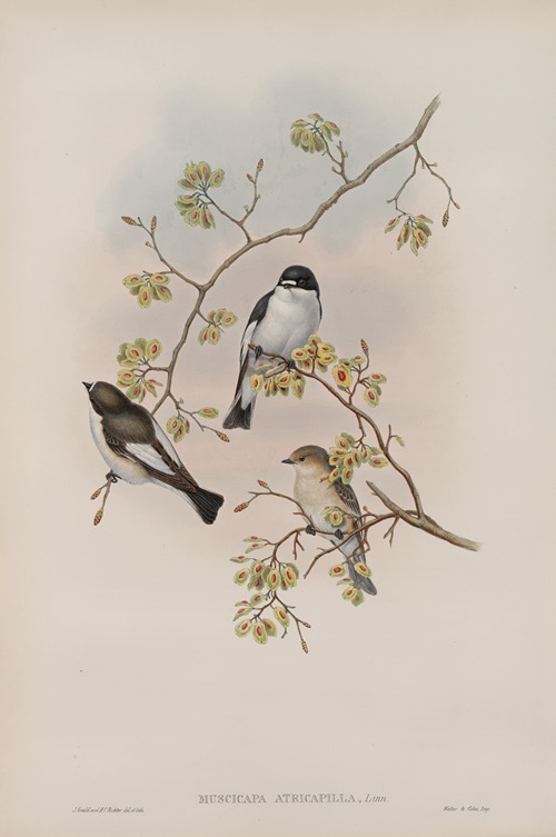 Muscicapa atricapilla. Pied Flycatcher