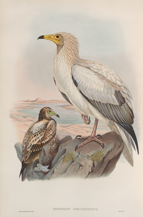 Neophron percnopterus. Egyptian Vulture.