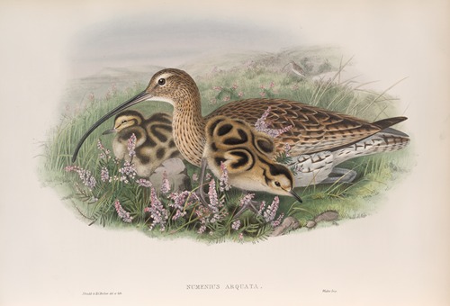 Numenius arquata. Curlew.