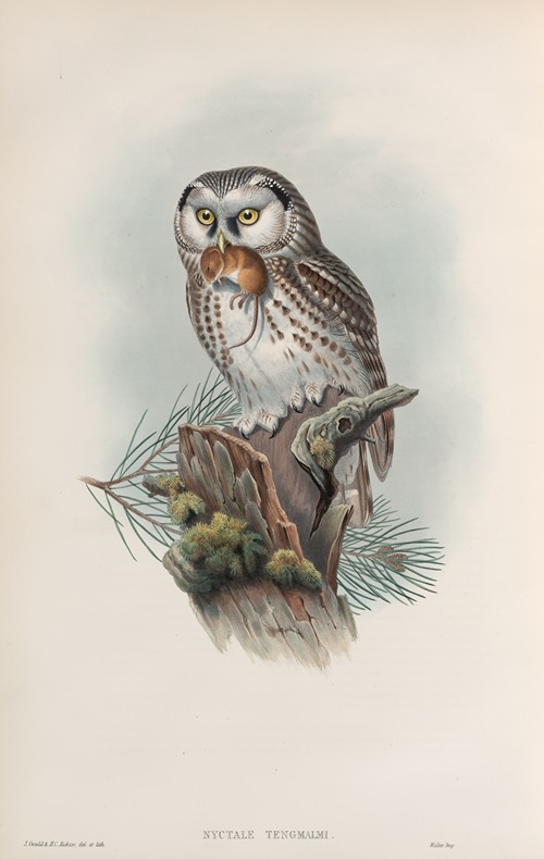 Nyctale tengmalmi. Tengmalm’s Owl.
