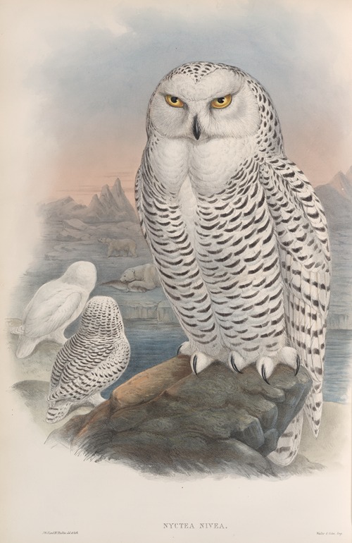 Nyctea nivea. Snowy Owl.