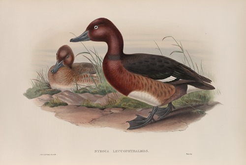 Nyroca leucophthalmos. White-eyed, or Ferruginous Duck.