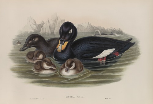 Oidemia fusca. Velvet Scoter.