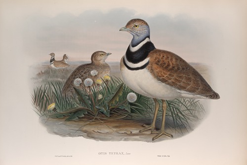 Otis tetrax. Little Bustard.