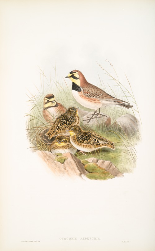 Otocoris alpestris. Shore-Lark.