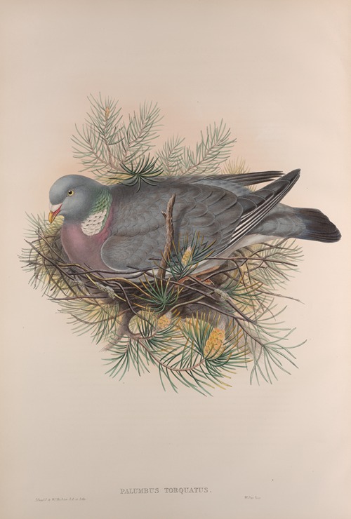 Palumbus torquatus. Wood-Pigeon, or Cushat.