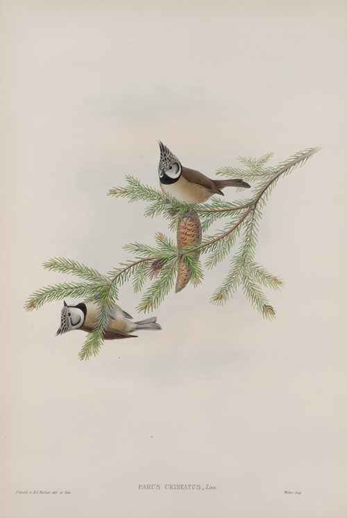 Parus cristatus. Crested Tit.