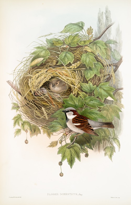 Passer domesticus. Common or House-Sparrow.
