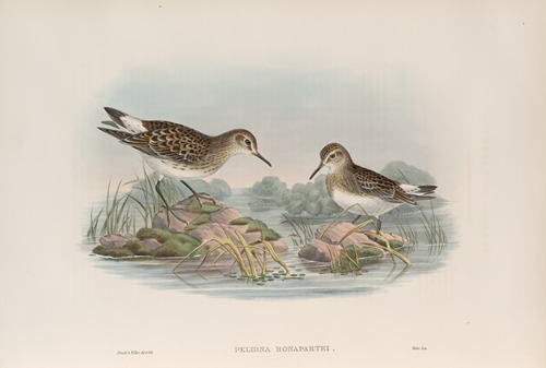 Pelinda Bonapartei. Bonaparte’s Sandpiper.