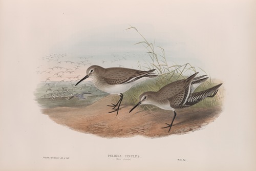 Pelinda cinclus. (Winter plumage). Dunlin (winter plumage).