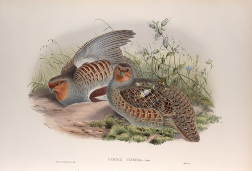 Perdix cinerea. Partridge.