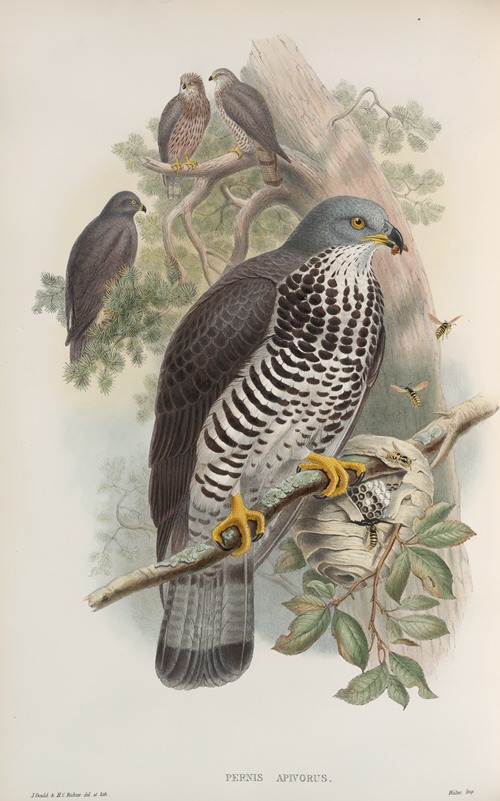 Pernis apivorus. Honey-Buzzard.