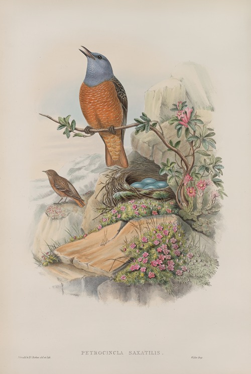 Petrocincla saxatilis. Rock-Thrush.